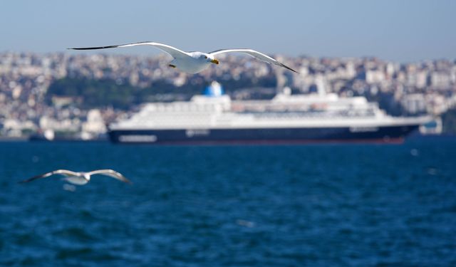 İzmir'in gürültücü deniz kuşu martılar