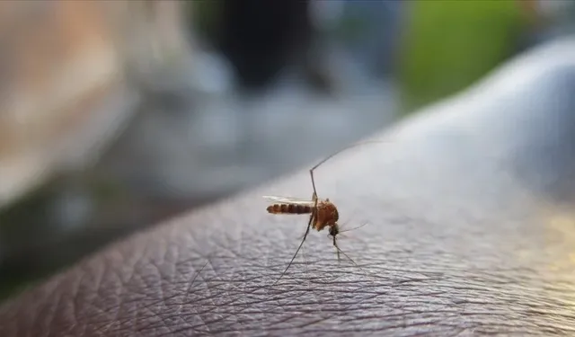 Küresel ısınma nedeniyle sivrisineklerin popülasyonu artıyor
