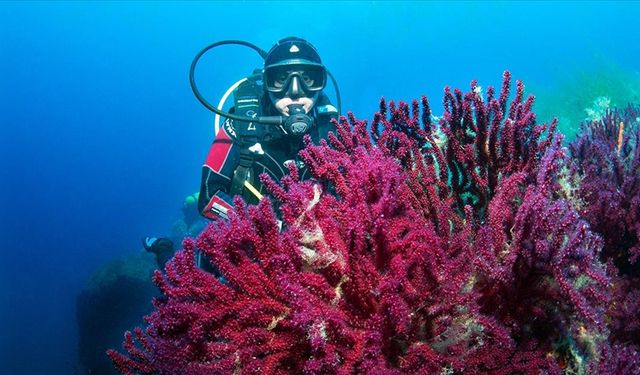Nesli tehlike altındaki Ayvalık'ın kırmızı mercanları görüntülendi