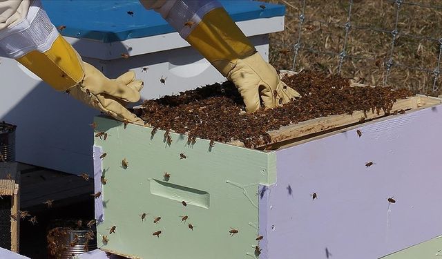 Arıcılardan üreticilere "kovan başına üretimi artırma" çağrısı