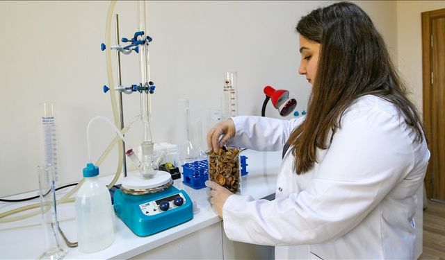 Van'da ceviz kabuğundan "yüzey alanı geniş aktif karbon" üretildi