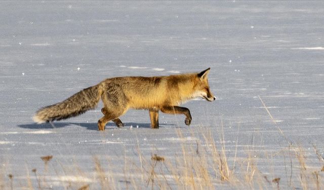 Kars'ta kızıl tilkinin karla kaplı arazide fare avı kamerada