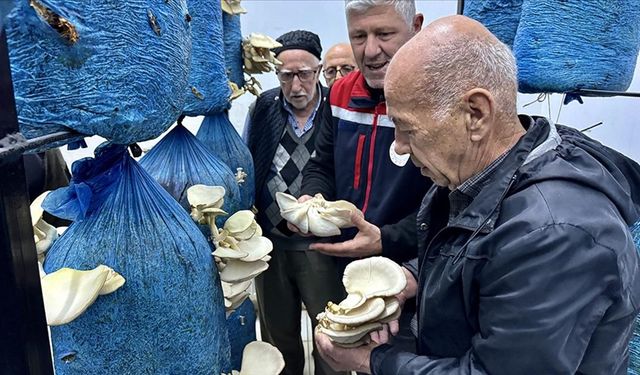Huzurevi sakinleri mantar yetiştirmeye başladı