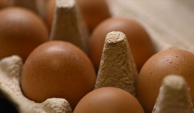 Tavuk yumurtalarının ihracatı kayda bağlandı