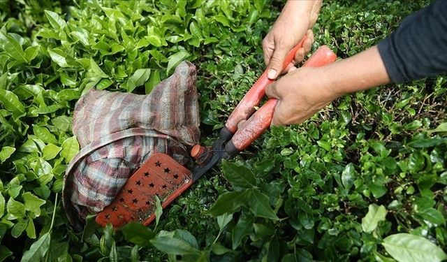 Türk çayı yılın ilk yarısında 104 ülkede alıcı buldu