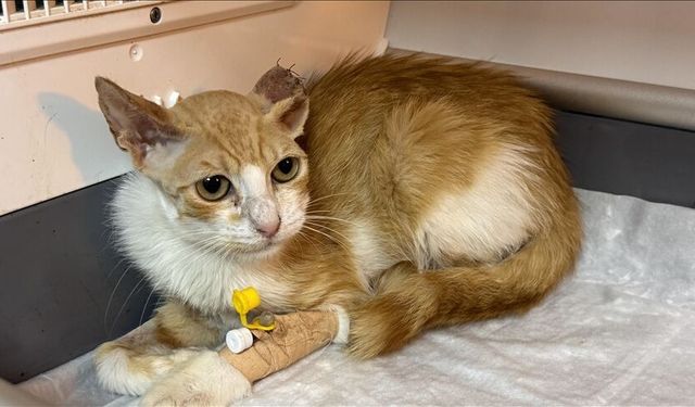 Damağı çürüyen sahipsiz kedi kurtuldu