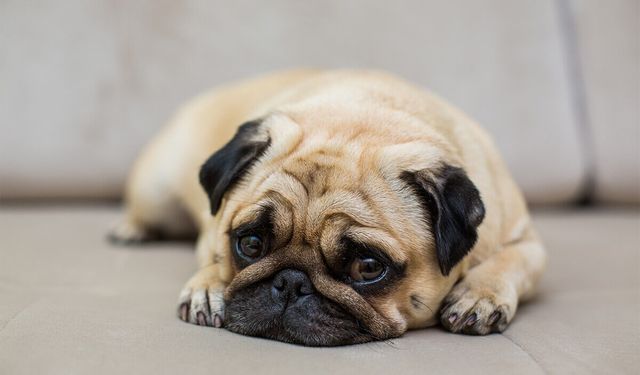 Pug Yavru Bakım ve Satın Alma Rehberi