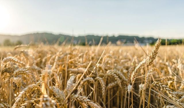 Aşırı sıcaklar tarımsal üretim için büyüyen risk haline geliyor