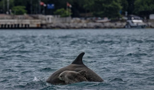 İstanbul Boğazı'nda görsel şölen sunan yunuslar sırt yüzgeçlerindeki izlerden kimliklendiriliyor