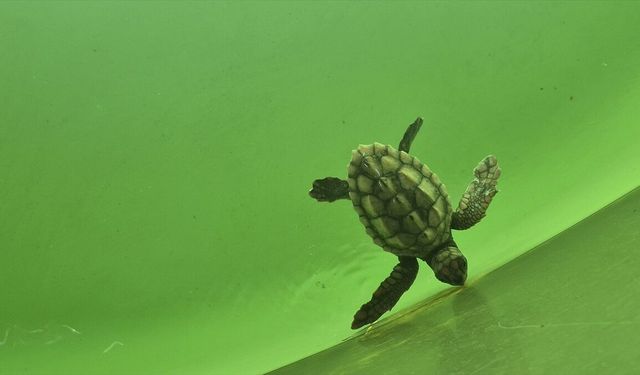 Caretta caretta yavruları mavi sularla buluşmaya başladı