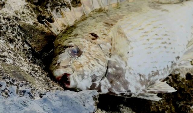 İnsana ve çevreye verdiği zararlar nedeniyle balon balığıyla mücadele Yunanistan gündeminde