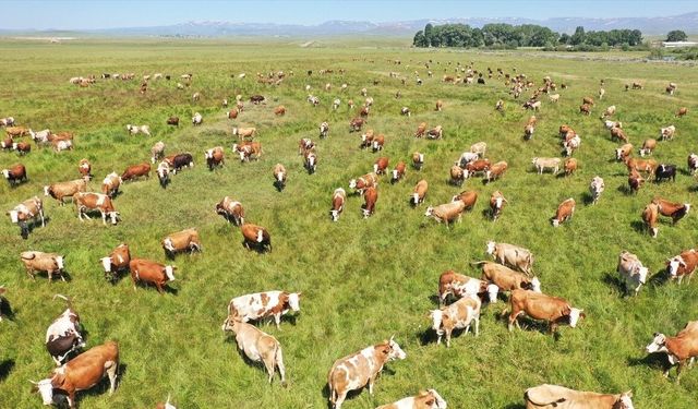 Kars'ta kayıtlı mera alanı 418 bin hektara yükseldi