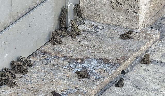 Sivas'ta sağanak sonrası kara yolu ve akaryakıt istasyonunda kurbağa yoğunluğu gözlendi