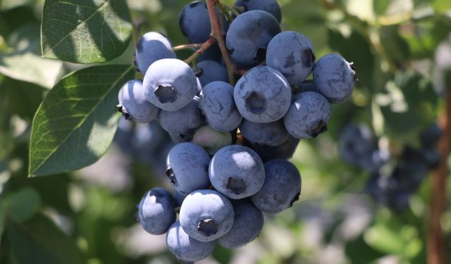 Yalova'da kurulu Alova Farm'da yaban mersini hasadı sürüyor