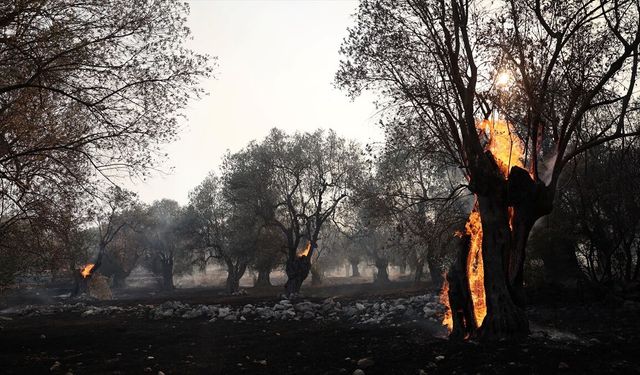 Yunanistan'ın Serez ilinde orman yangınının evlere yakın olması nedeniyle bölge tahliye edildi