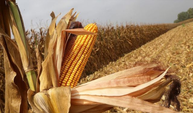 El Nino mısır fiyatlarını 3 yılın zirvesine taşıdı