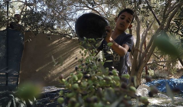 İsrail saldırıları Gazze'de temel besin ve geçim kaynağı zeytin üretimini bitirme noktasına getirdi