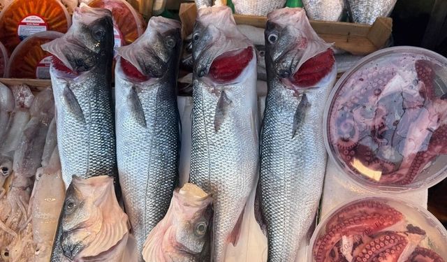 İstanbul'da balıkçılık sezonunda tezgahlara bolluk geldi