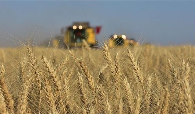 Karadeniz'de jeopolitik risklerin yumuşaması buğday fiyatlarındaki yükselişi frenledi