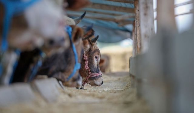 Yurt içi hayvan varlığı artıyor, ithalat ihtiyacı kademeli azalıyor