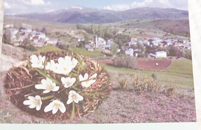 GÖNLÜMDE AÇAN AKÇİĞDEM