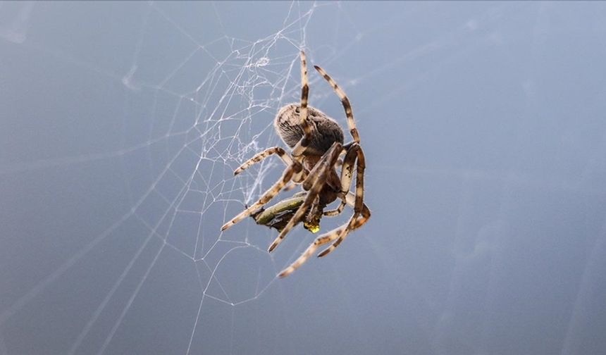 Dünyanın en ölümcül örümceğinin zehri koşullara göre değişebiliyor