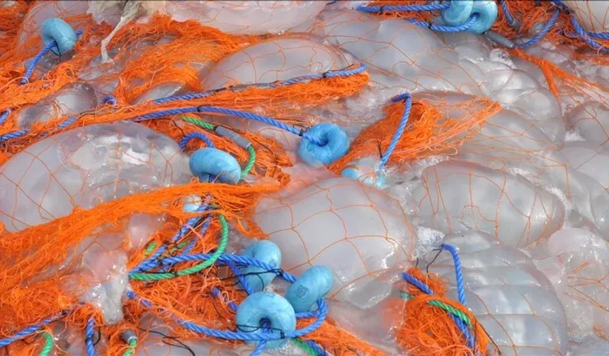 Balıkçıların ağları ölü göçmen denizanalarıyla doldu