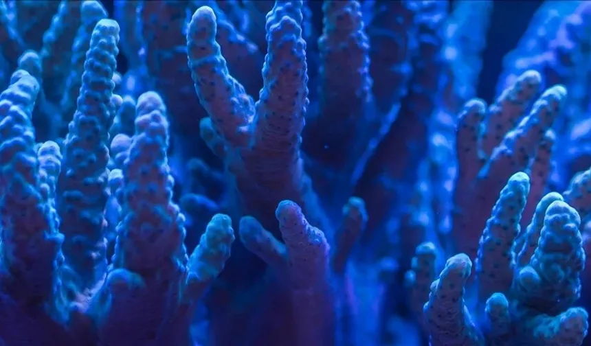 Avustralya, bu yıl Büyük Set Resifi'nin yüzde 73'ünde ağarma görüldüğünü açıkladı