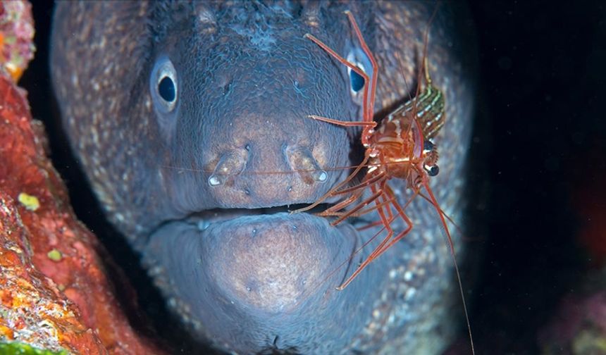 Müren balığı ile karidesin simbiyotik ilişkisi kameralara yansıdı