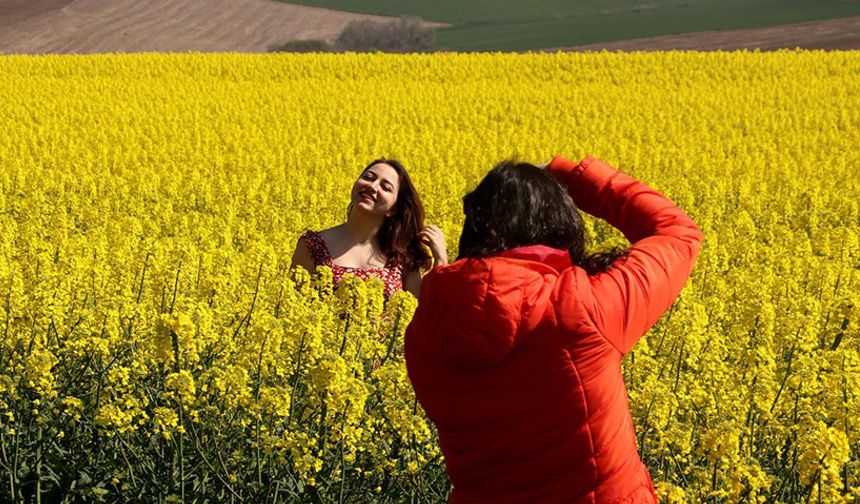 Tekirdağ'da kanola tarlaları fotoğrafların doğal fonu oluyor