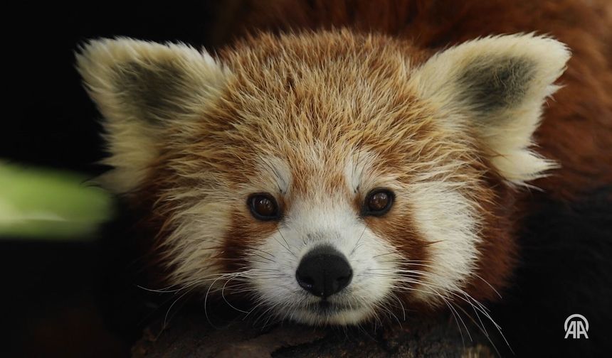 Kızıl panda ailesi ziyaretçilerin ilgisini çekiyor