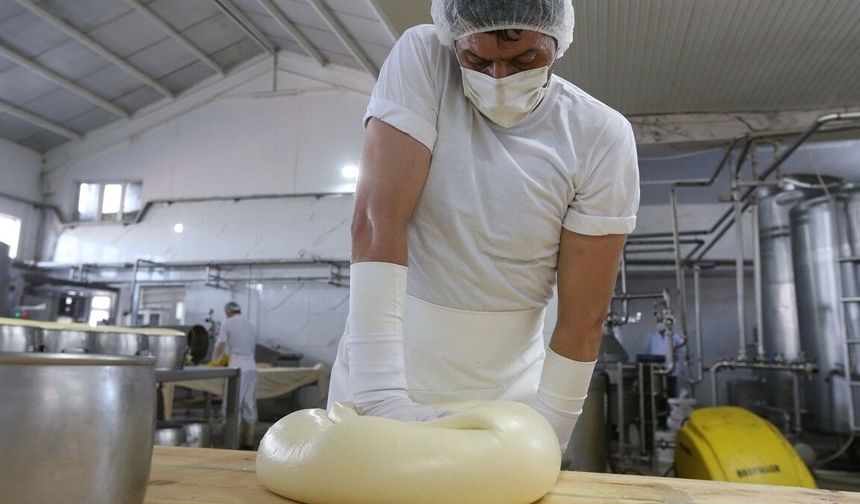 Kars'ta yılda yaklaşık 19 bin ton coğrafi işaretli kaşar ve gravyer üretiliyor