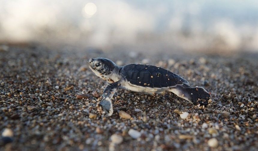 Antalya'da caretta caretta yavrularının mavi sularla buluşması sürüyor