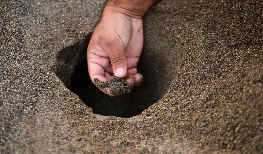 Antalya'da caretta carettaların yuvalarında yavru çıkışları sürüyor
