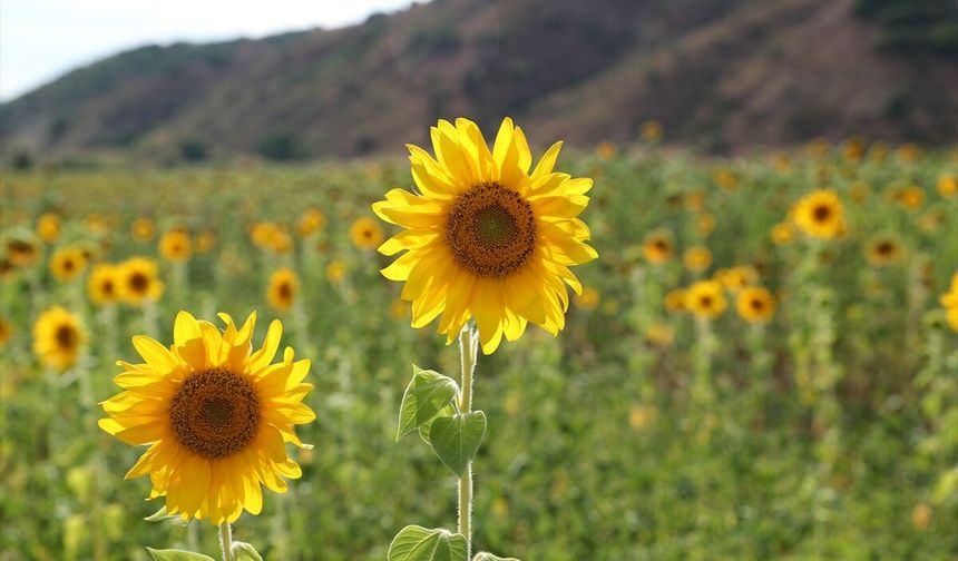 Erzincan'da ayçiçeği ekim alanı iki yılda yüzde 50 arttı