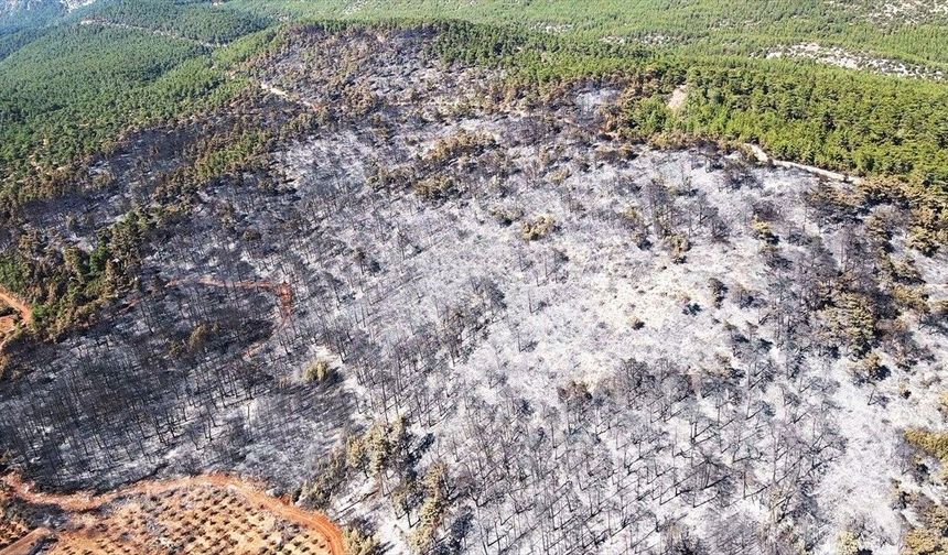 Muğla'da yanan ormanlık alan havadan görüntülendi