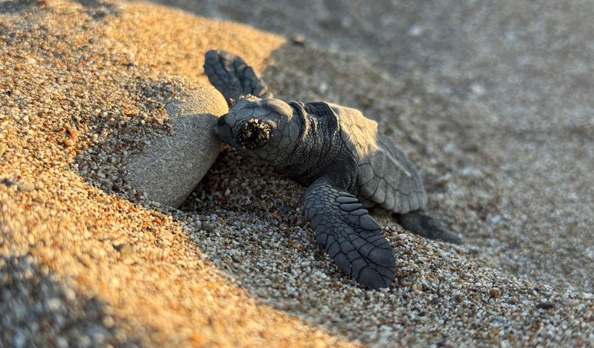 Antalya'daki dört sahilden bu yıl yaklaşık 200 bin caretta caretta yavrusu denize ulaştı