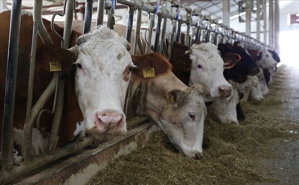 Küçük ölçekli üreticiler için 'Gelir Garantili Besicilik Projesi' devreye alındı