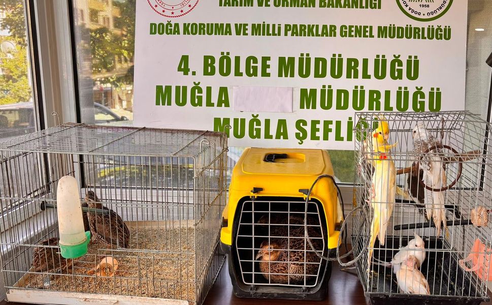 Muğla'da kaçak yollarla depoda tutulan 13 yaban kuşu ele geçirildi