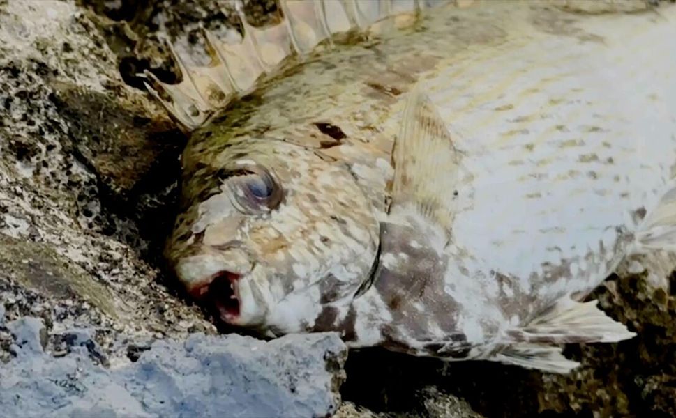 İnsana ve çevreye verdiği zararlar nedeniyle balon balığıyla mücadele Yunanistan gündeminde
