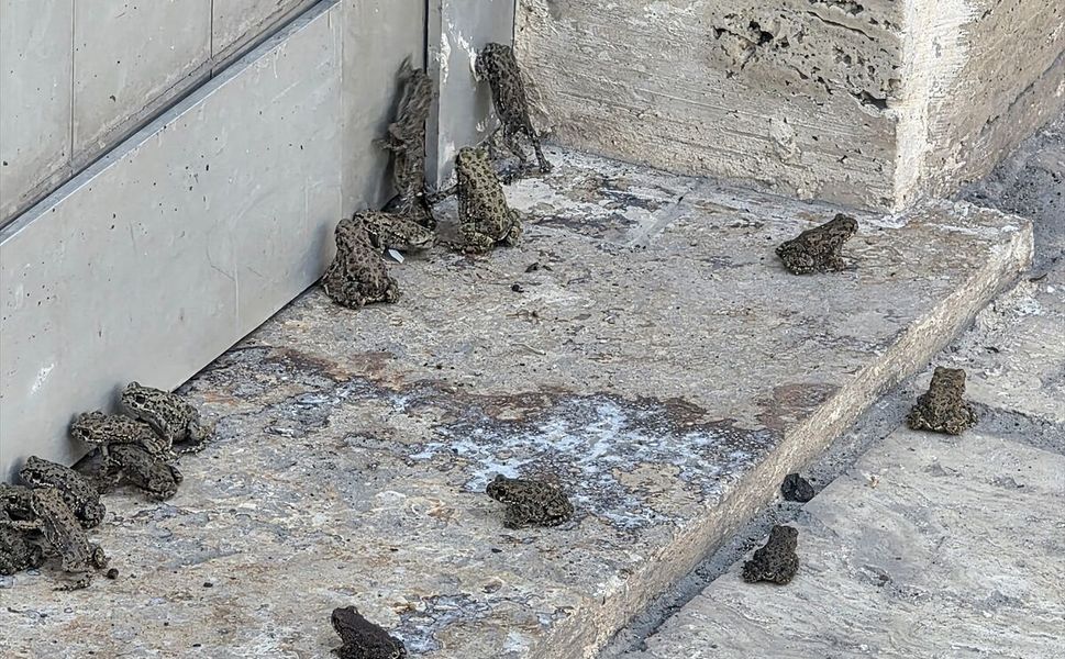 Sivas'ta sağanak sonrası kara yolu ve akaryakıt istasyonunda kurbağa yoğunluğu gözlendi