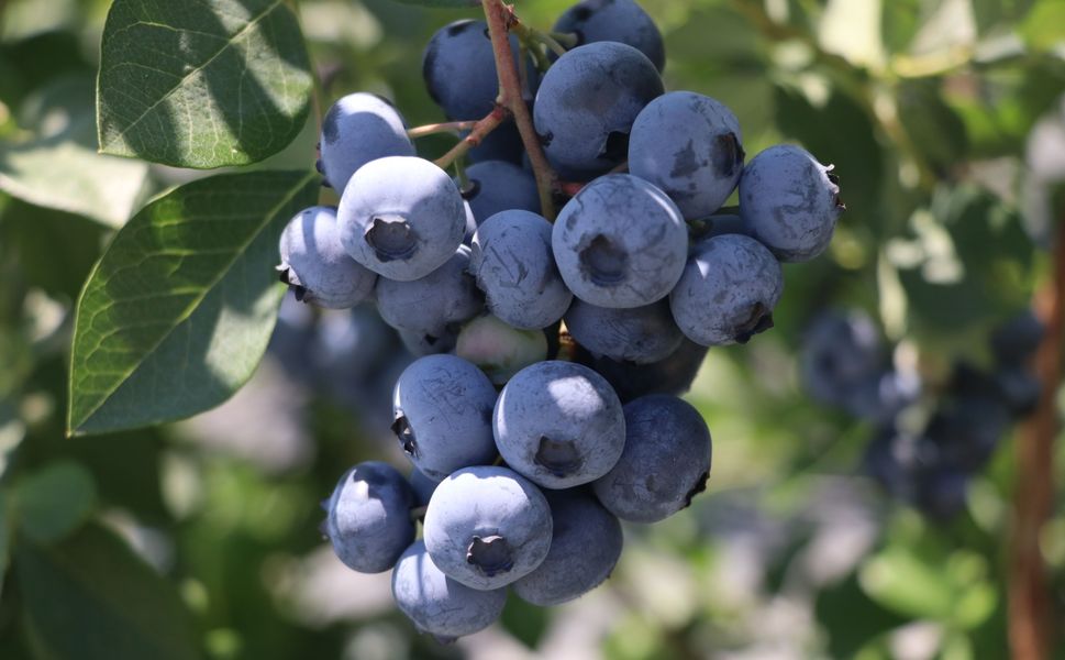 Yalova'da kurulu Alova Farm'da yaban mersini hasadı sürüyor