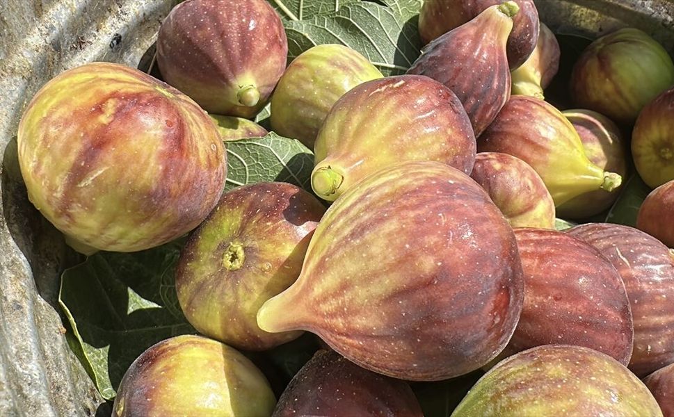 Akdenizli ihracatçılar temmuzda 92,6 milyon dolarlık yaş meyve ve sebze ihraç etti