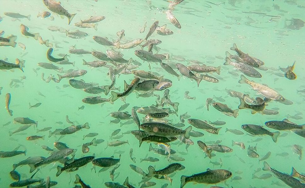 Doğu Karadeniz'in 7 aylık somon ihracatı 95,2 milyon doları aştı