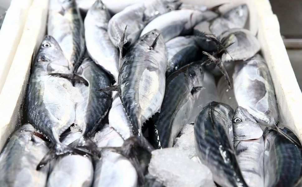Giresun'da palamut sezonu bereketli başladı