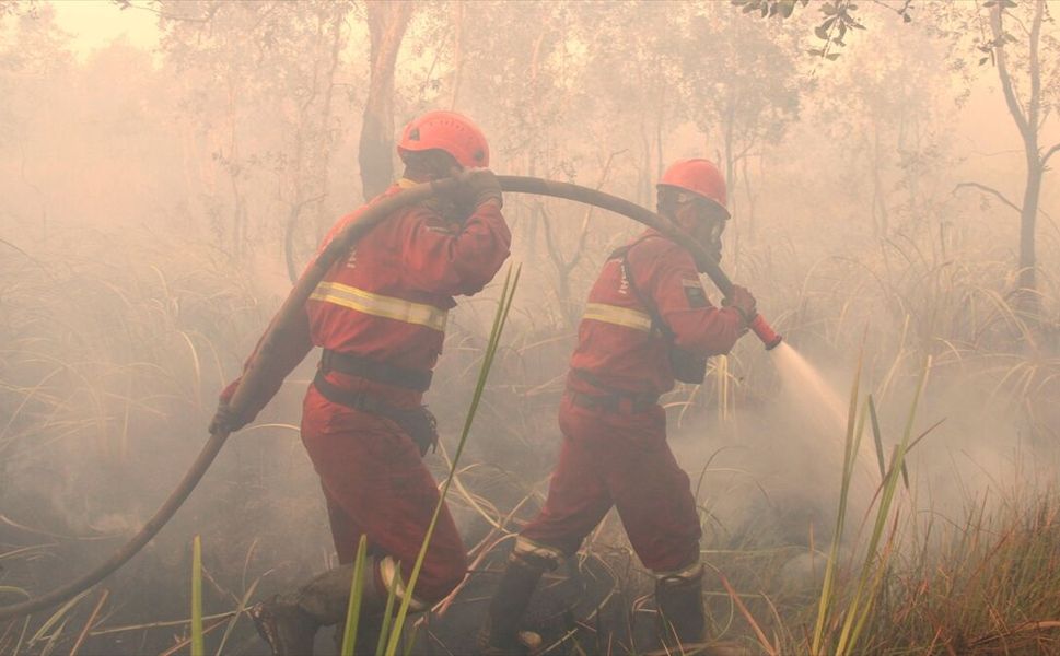 Endonezya'da orman yangınları hava kalitesini ve Borneo orangutanlarını tehdit ediyor