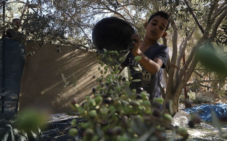 İsrail saldırıları Gazze'de temel besin ve geçim kaynağı zeytin üretimini bitirme noktasına getirdi