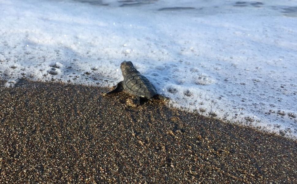 İtalya'da kurtarılan caretta caretta, Muğla sahilinde yumurtladı