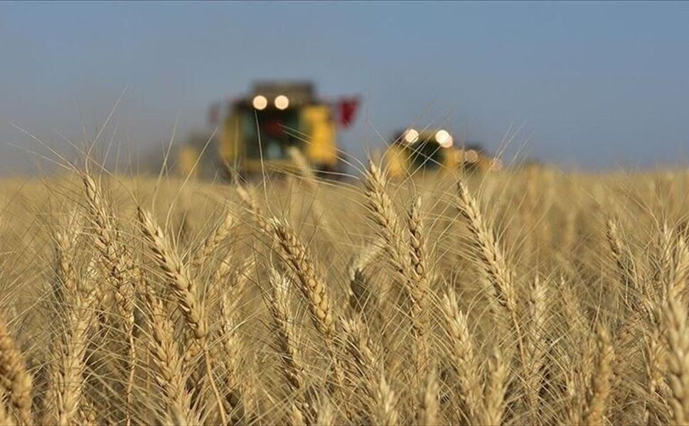 Karadeniz'de jeopolitik risklerin yumuşaması buğday fiyatlarındaki yükselişi frenledi