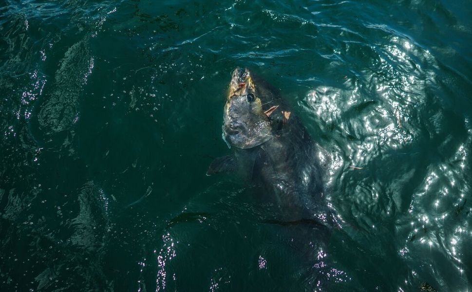 Marmara Denizi'ndeki orkinoslar için 'yeni gelmediler, geri geldiler' değerlendirmesi